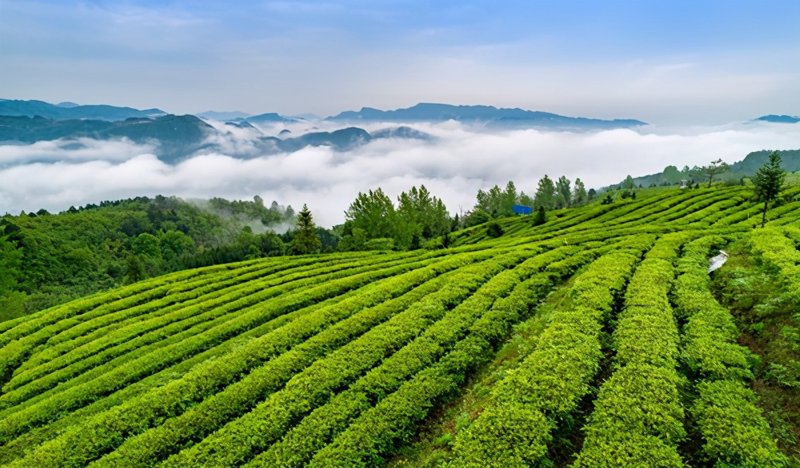 贵州茶叶的美丽绽放