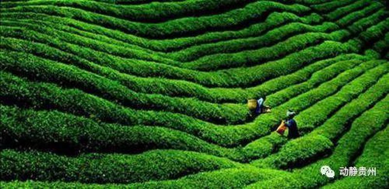贵州茶叶：从深山走来的绿色芬芳